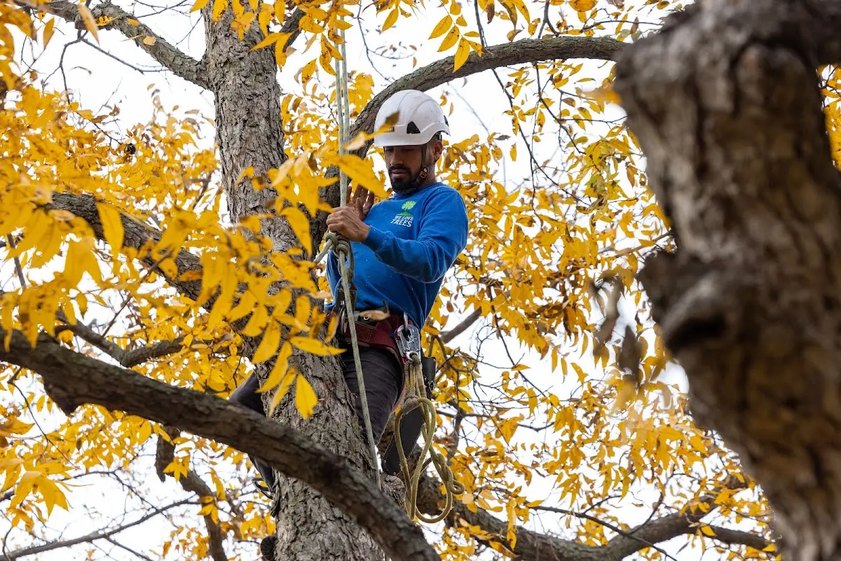 Skilled Tree Planing crew working in Stockbridge
